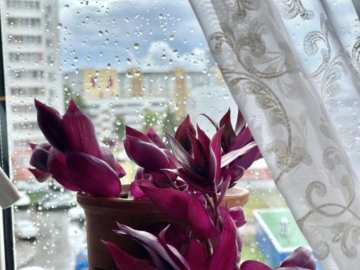 В Челнах 12 июня возможен дождь