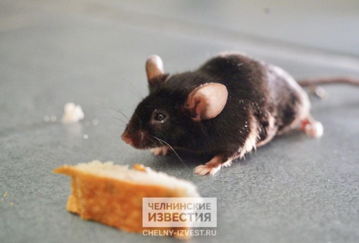 В Татарстане выросла заболеваемость мышиной лихорадкой