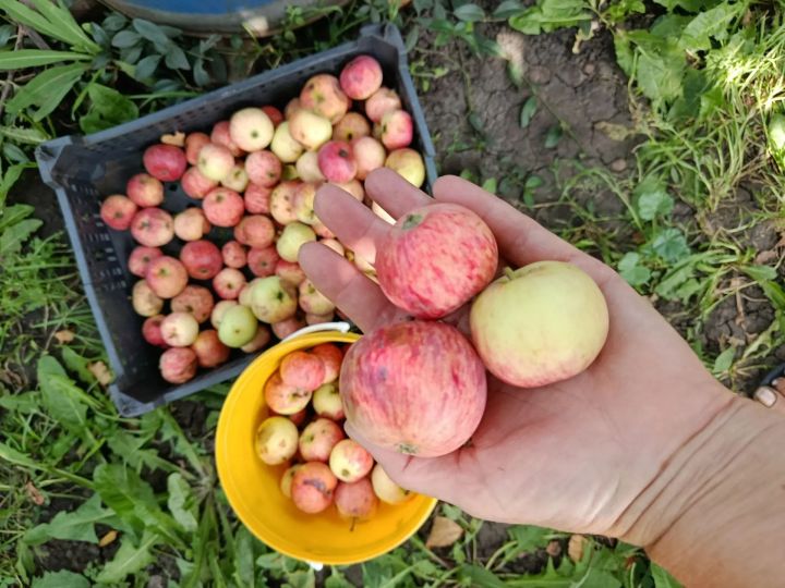 Для мяса, салатов, соусов: как приготовить яблочный уксус