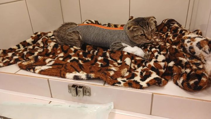 В Челнах ищут подростков, которые насквозь пронзили кошку палкой