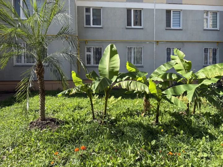 В Татарстане во дворе многоквартирного дома растут пальма и бананы
